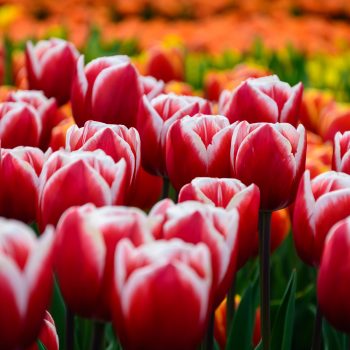 Kiedy i jak sadzić tulipany Uprawa tulipanów w naszym ogrodzie