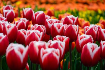 Kiedy i jak sadzić tulipany Uprawa tulipanów w naszym ogrodzie